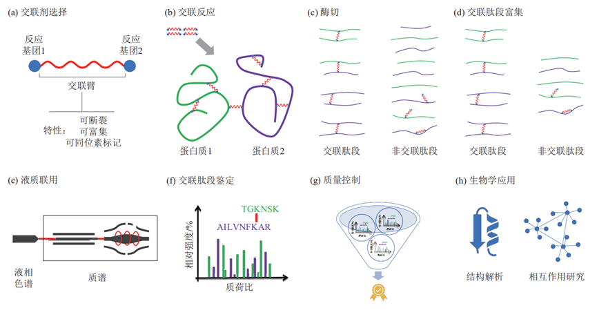 化学交联质谱技术的工作流程
