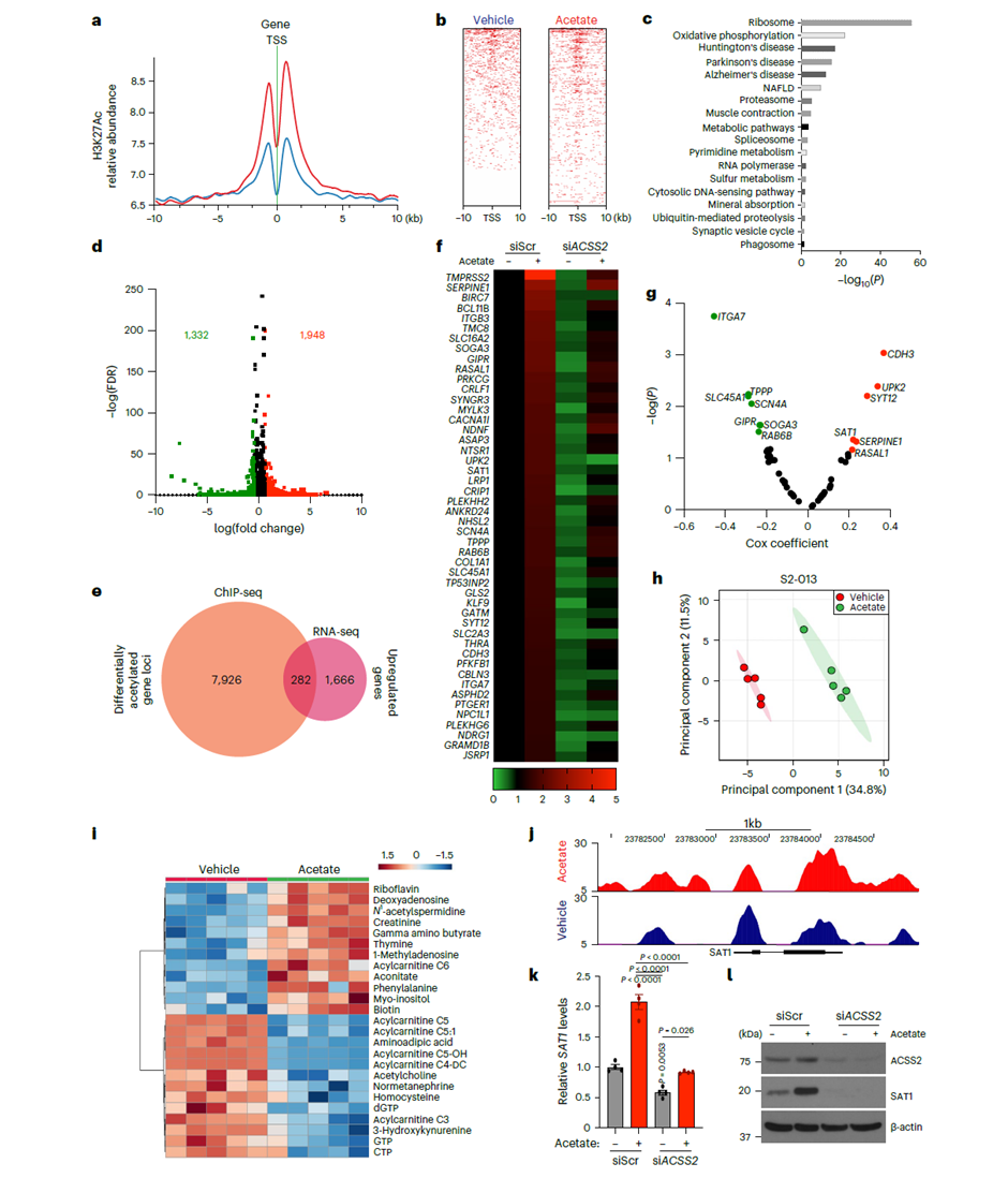 H3K27ac ChIP-seq 与 RNA-seq 联合分析，鉴定 SAT1 为乙酸盐介导生物学效应的关键调控因子
